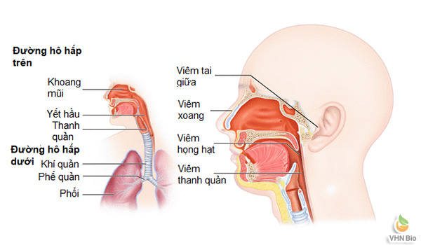 Hô hấp trong là gì? Khám phá quá trình và cơ chế hô hấp tế bào