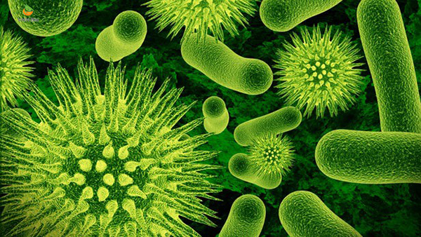 Sự khác biệt giữa nhiễm trùng do vi khuẩn và virus-Viện Dinh dưỡng VHN Bio
